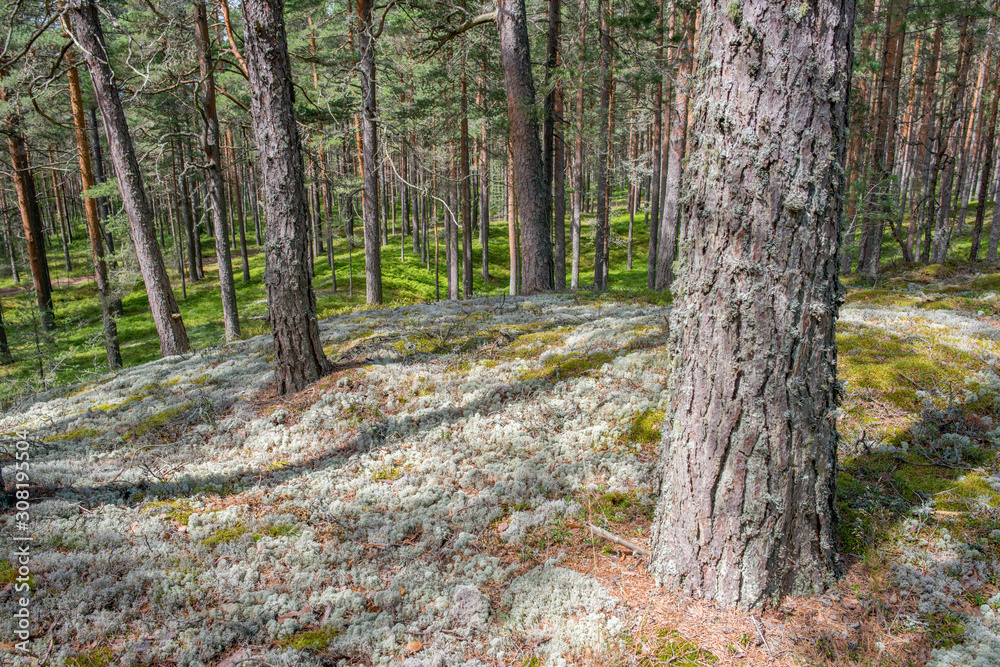 Forêt et lichen dans le parc national de Lahemaa, Estonie.
