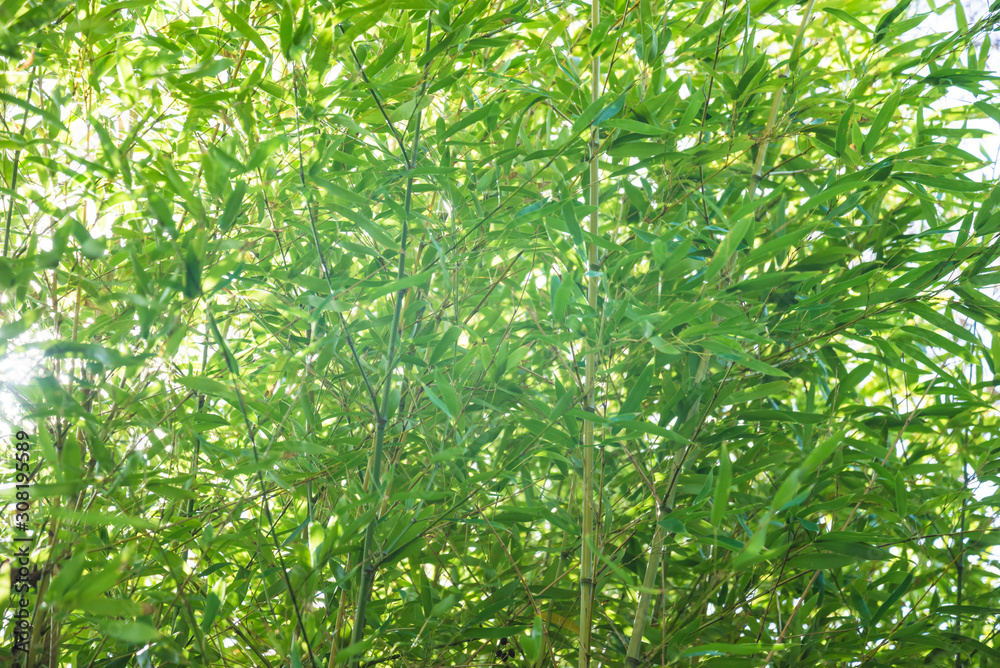 Natural background of bamboo forest on sunny day Natural background of bamboo forest on sunny day