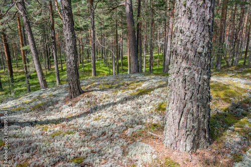 Forêt et lichen dans le parc national de Lahemaa, Estonie. © foto3000abc