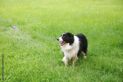 Border Collie in Green Lawn