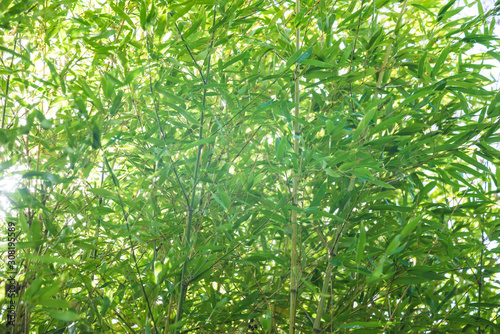 Natural background of bamboo forest on sunny day