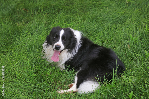 Border Collie in Green Lawn