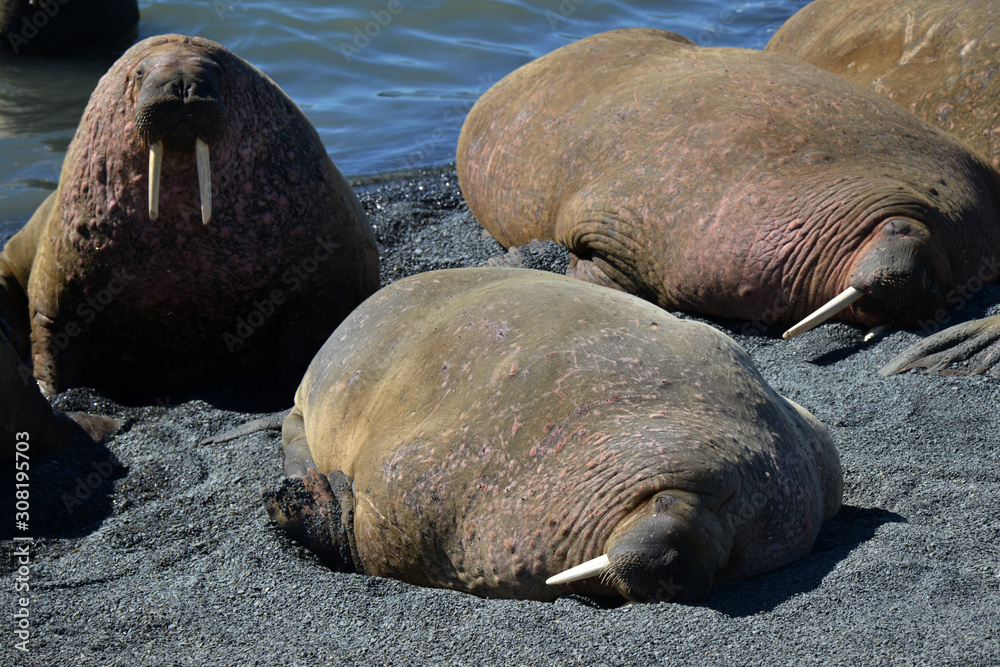 Atlantic walrus, Pechora sea