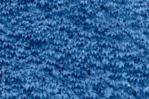 Beautiful blue ivy background. Hedera or ivies blue leaves over stone wall for background or mock up.