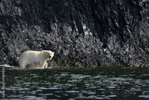 Polar bear, Arctic, Novaya Zemlya photo