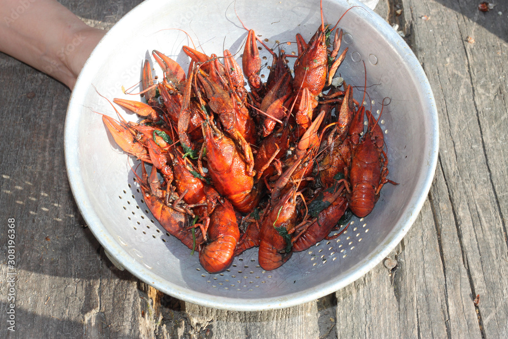 Boiled crayfish in a plate close-up, background, wallpaper Boiled crayfish in a plate close-up, background, wallpaper
