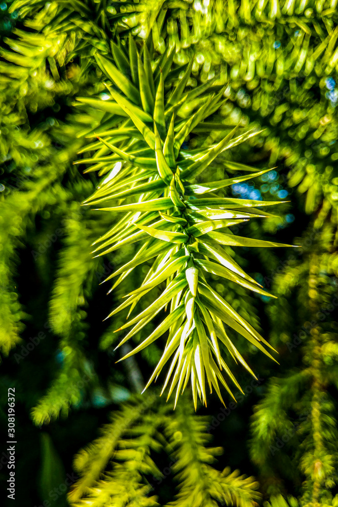 Fototapeta premium A branch of evergreen Araucaria tree, nature