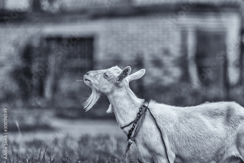 Portrait of a goat on the field. Photographed in black and white style close-up.