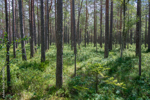 Paysage forestier dans le parc national de Lahemaa, Estonie.