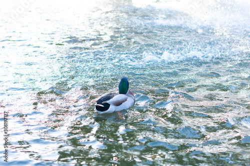 Wild duck swimming in pond