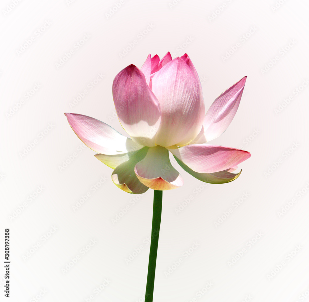 lotus flower isolated on white background lotus flower isolated on white background