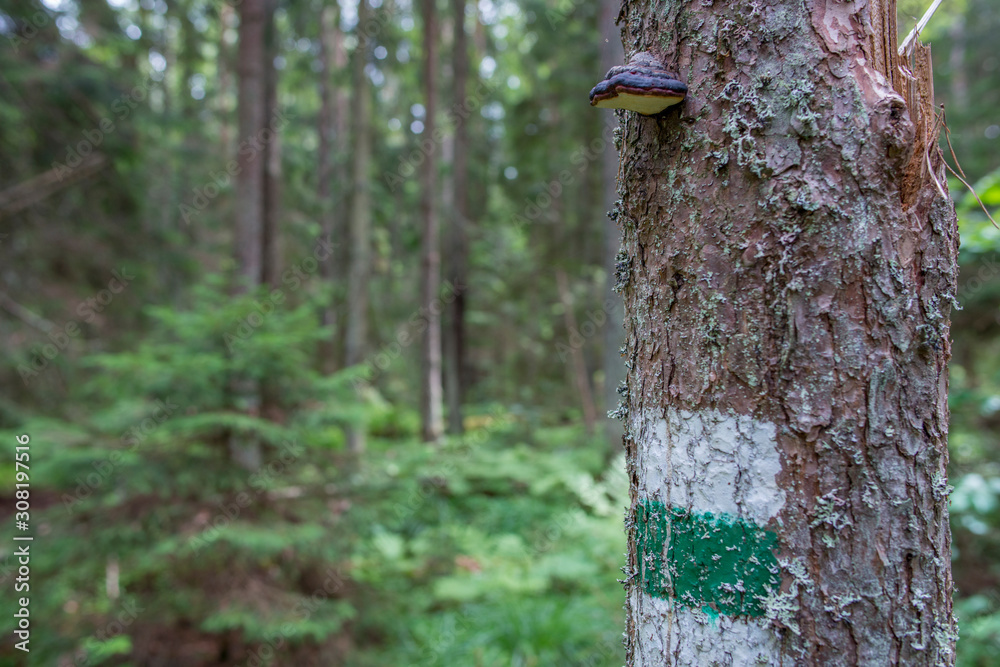 Marquage sur un tronc du chemin de randonnée en forêt, dans le parc national de Lahemaa, Estonie.