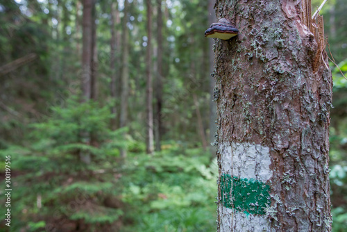 Marquage sur un tronc du chemin de randonnée en forêt, dans le parc national de Lahemaa, Estonie.