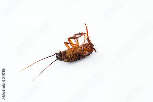 Closeup of a dead cockroach isolated against a pure white background