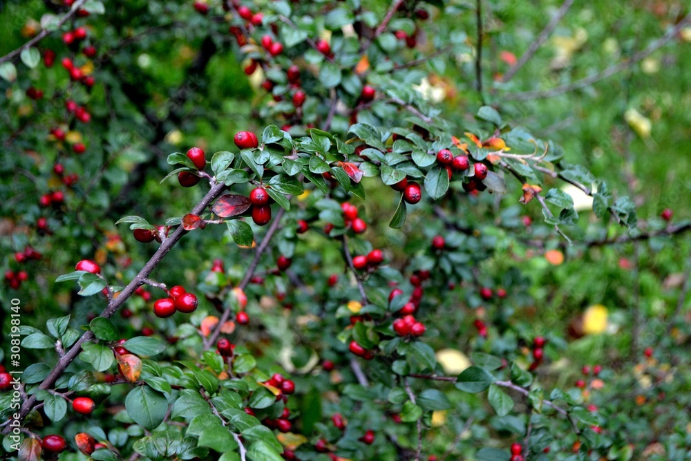 Autumn fruits in a nearby park