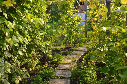 Path in the summer garden