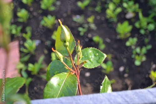 Rose to bloom soon