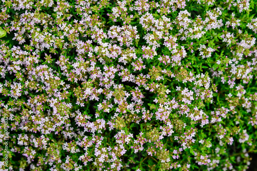 Many fresh vivid yellow and pink flowers of Thymus serpyllum, commonly known as Breckland thyme, Breckland wild thyme, creeping or elfin thyme, in a herbs garden in a sunny summer day