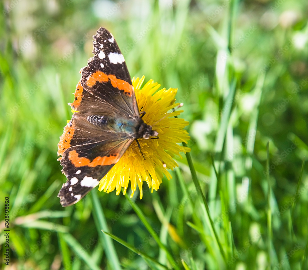 One butterfly on the yellow dandelion on the sunny meadow. Selective focus