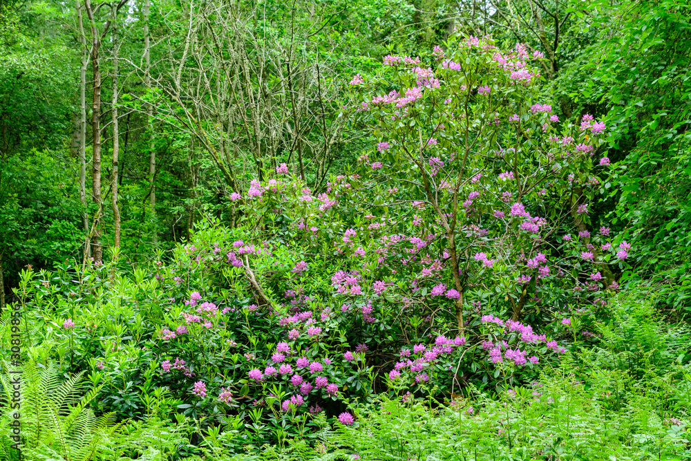 Bush of large pink azalea or Rhododendron flowers in a sunny spring garden in Scotland, United Kingdom, beautiful floral landscape and background
