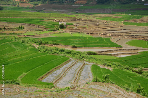 Terraced rice field in Northwest Vietnam