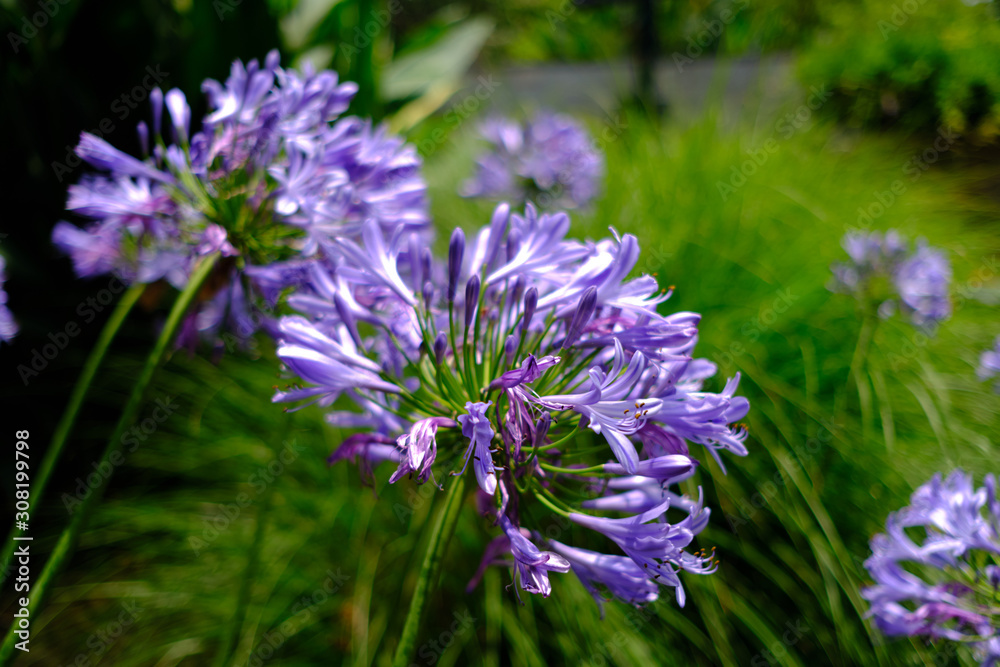 purple flower purple flower