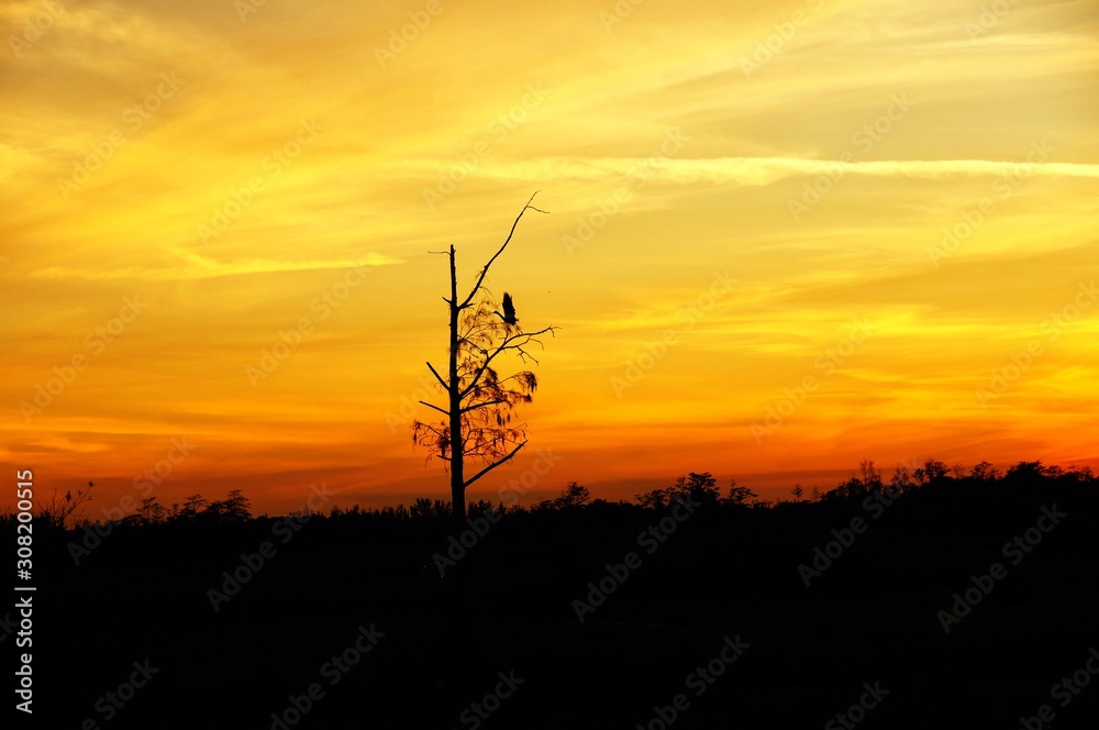 Obraz premium silhouette at sunset of a bird on a tree