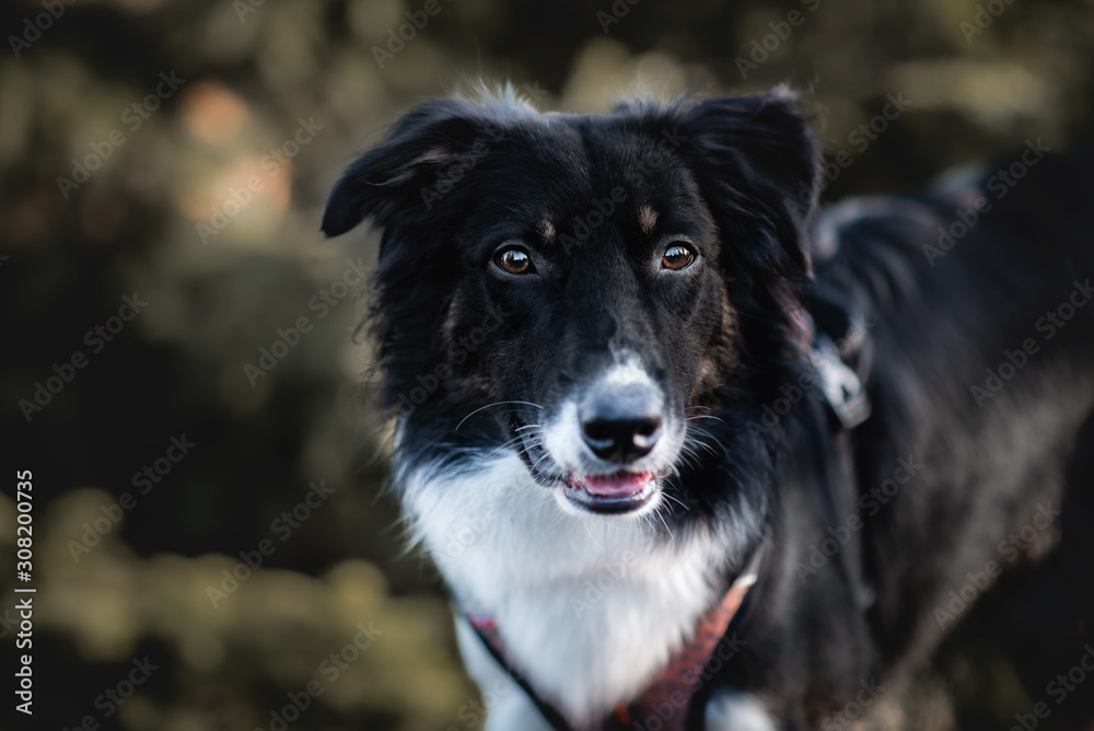 Australian shepherd