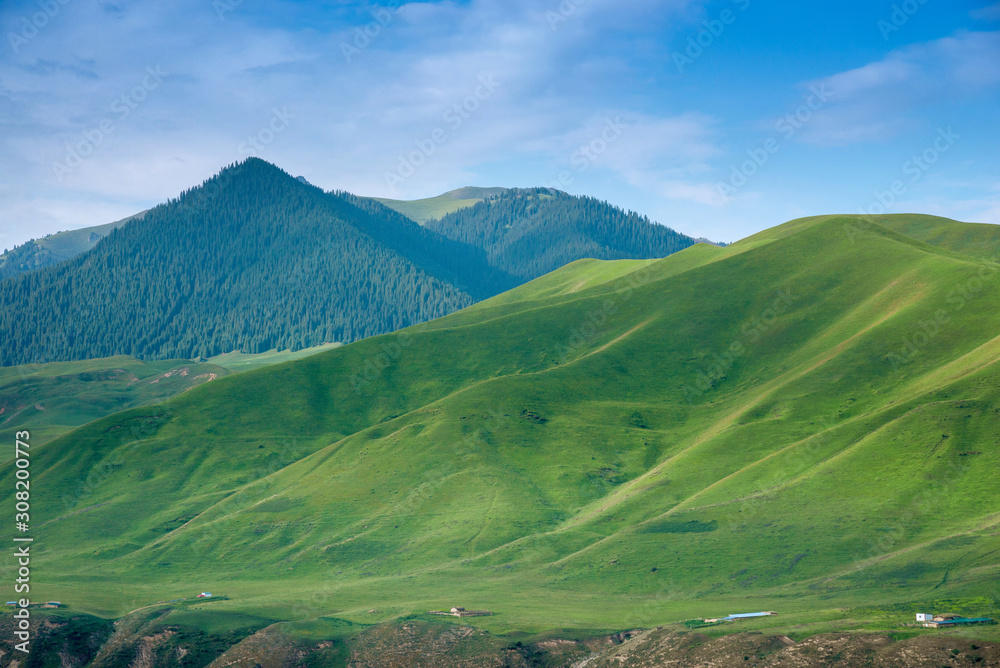 Green alpine meadows and forest in mountain ranges with blue sky