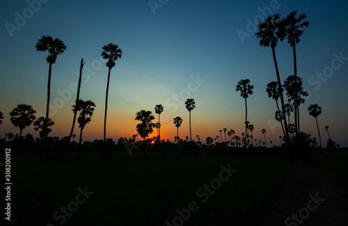 silhouette sugar palm tree