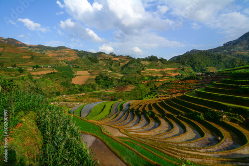 Terraced rice field in Northwest Vietnam