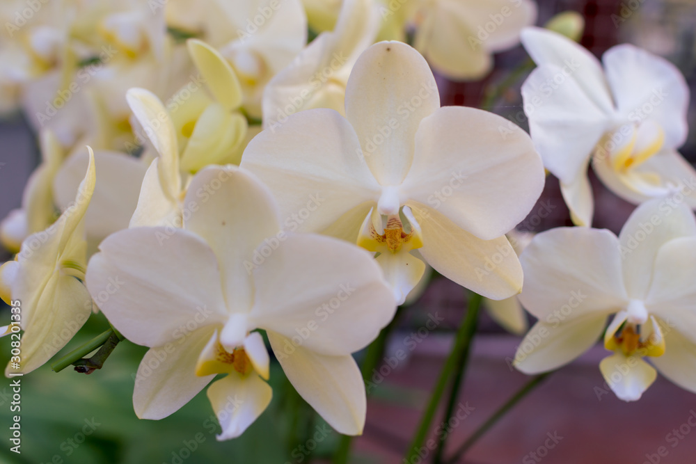 胡蝶蘭(アンスラカーリー)