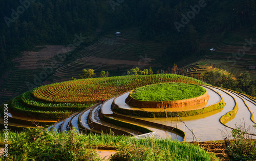 Terraced rice field in Northwest Vietnam