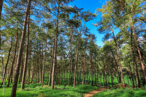 A forest with tall pine trees.