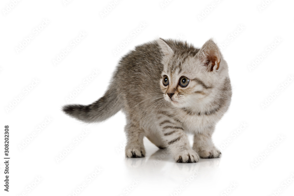 Obraz premium Small grey kitten standing on white background