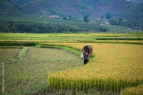 Farmers harvesting rice on the field © Phuong