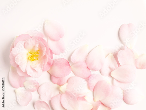 pink camellia petals on white background.