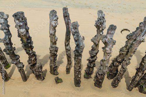 Old Stakes on the beach of St Malo, Brittany, France