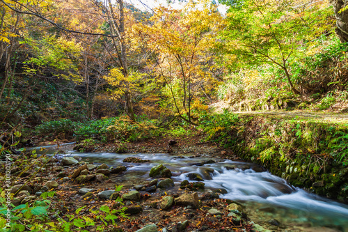 Fototapeta Naklejka Na Ścianę i Meble -  View of stream in Naruko Gorge, autumn season, Miyagi, Japan