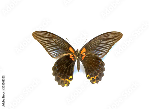 beautiful butterflies in the white background