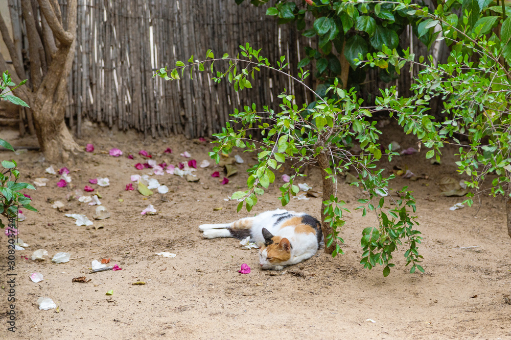 Beautiful colourful cat sleeping outdoor laying under green tree. Horizontal color photography. Beautiful colourful cat sleeping outdoor laying under green tree. Horizontal color photography.