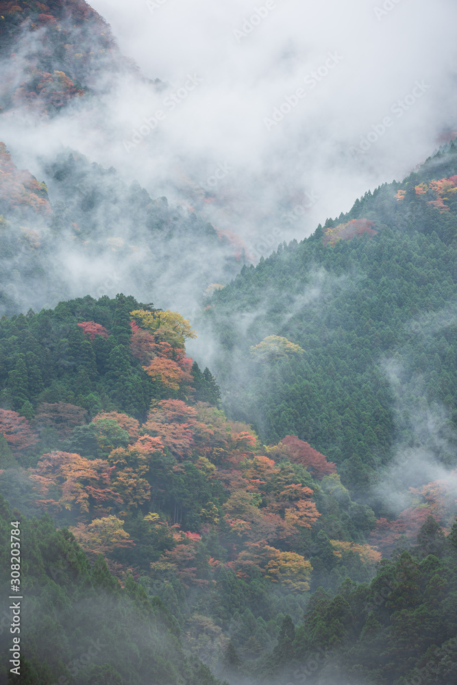 Fototapeta premium 雨霧と紅葉