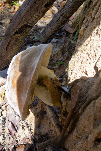 Closeup of strange fungi near Kuranda in Tropical North Queensland, Australia