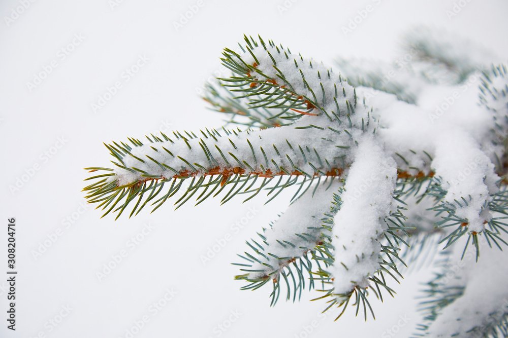 Spruce branch in the snow on a white background. Close-up Spruce branch in the snow on a white background. Close-up