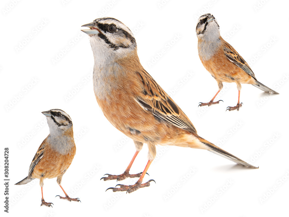 Collage of three Rock bunting, Emberiza cia, isolated on white background. Male. Collage of three Rock bunting, Emberiza cia, isolated on white background. Male.