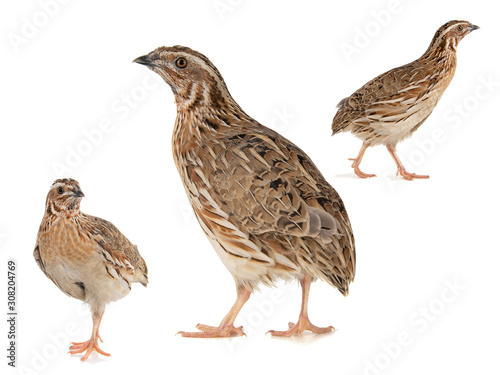 Collage of three Wild quail, Coturnix coturnix, isolated on a white background
