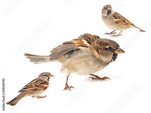 Collage of three House Sparrow, passer domesticus, isolated on a white background