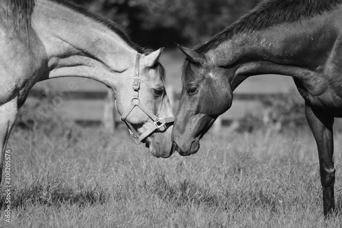 Horses Face to Face in Black and White