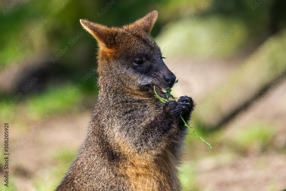 Naklejka premium Portrait of a cute wallaby eating a rose branch