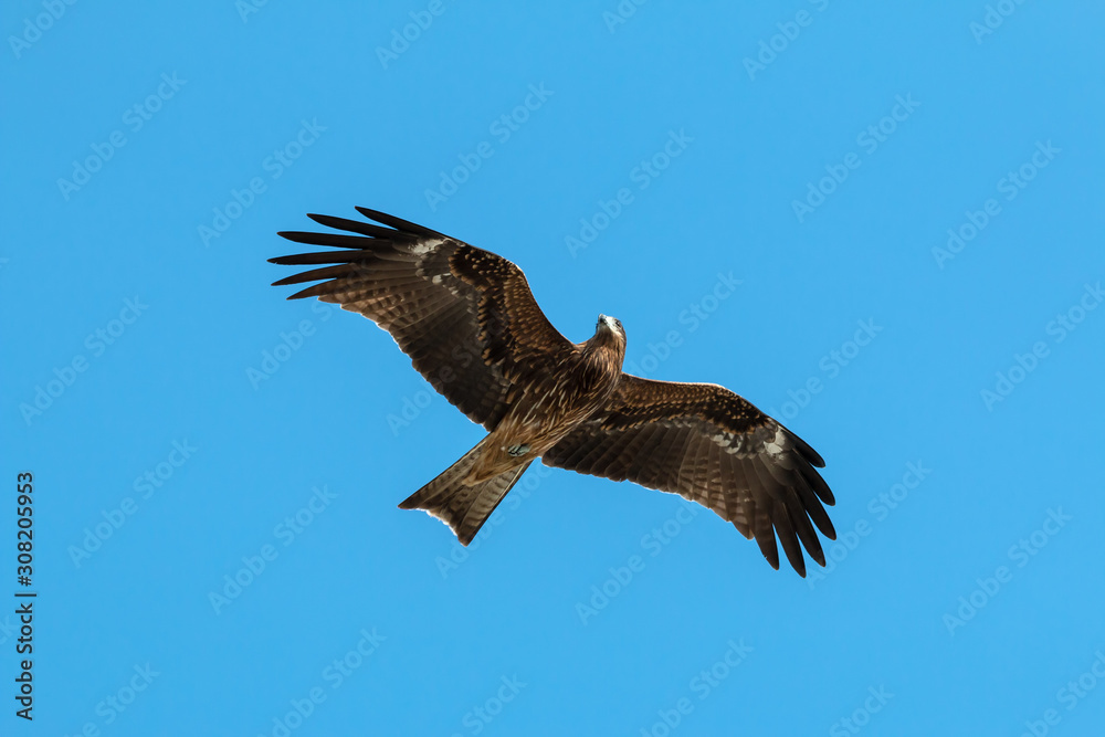 Adult red eagle fly on blue sky background with clipping path; Japanese eagle at Enoshima during summer season